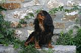 CAVALIER KING CHARLES 794